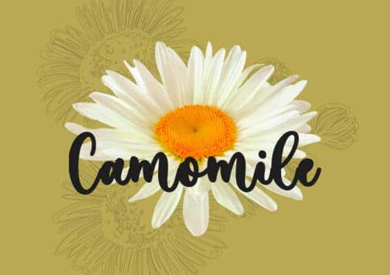 Camomile