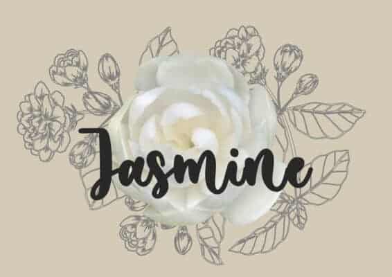 Jasmine
