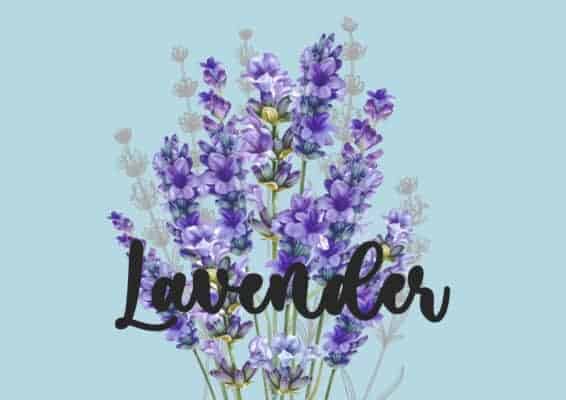 Lavender