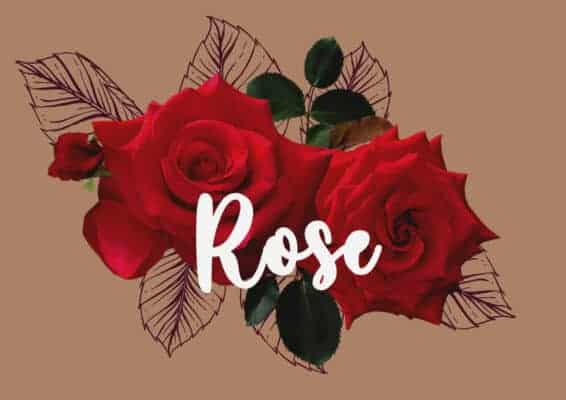 Rose