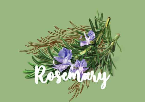 rosemary